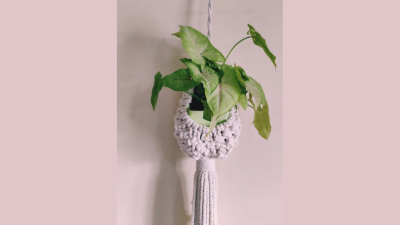 Hanging Macrame Pod containing a small plant with green leaves.